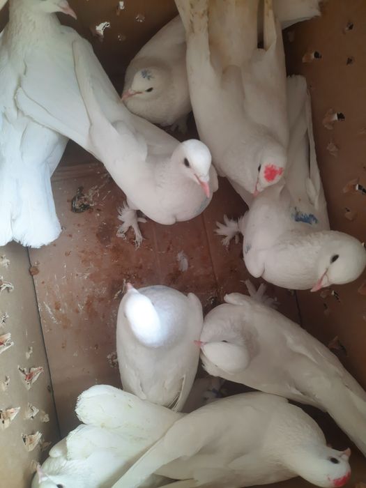 Птица голуби летний