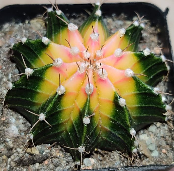 Вариегатные Кактусы