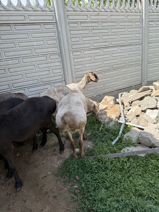 Продам откормленных баранов