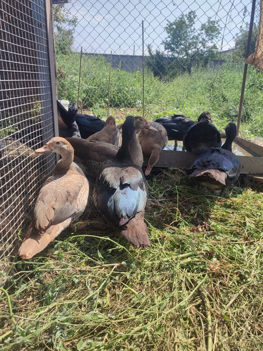 Индоутки вывод 2025