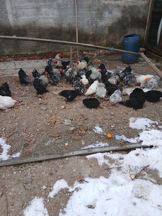 Vand sau schimb Cocosi cochinchina pitik