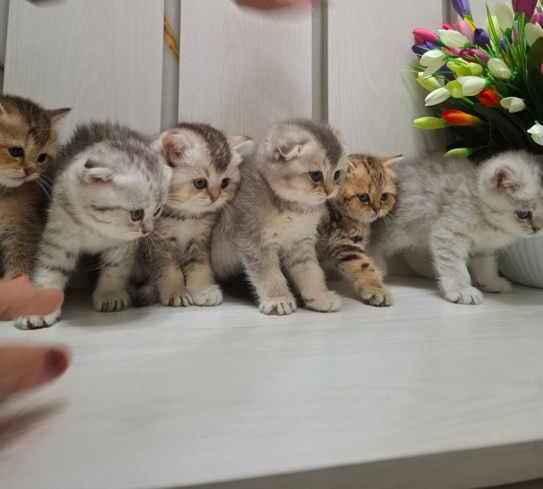 Продаются. Сотилади . Шотландские .