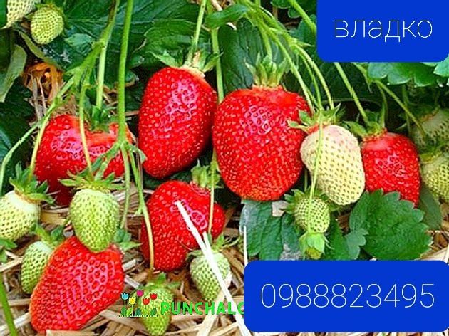 Продавам расад ягоди и малини само които цени българскот