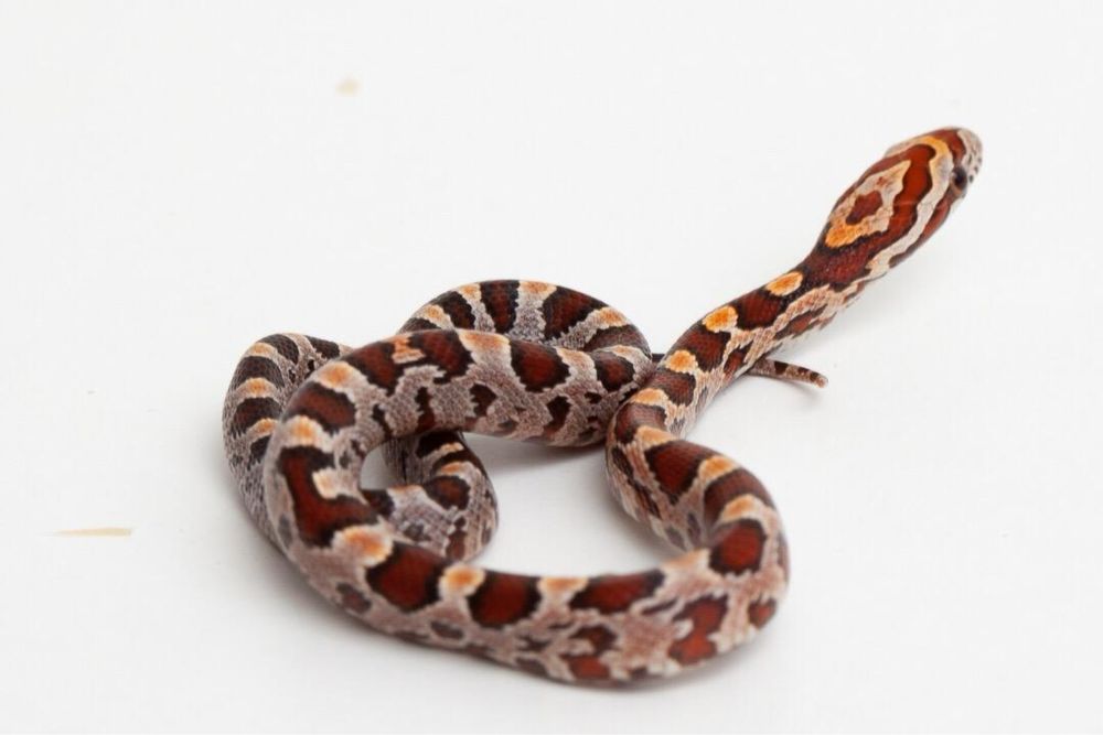 Маисовые полозы ручные змеи