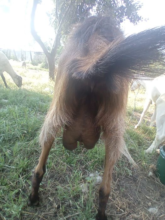 Animale de vanzare