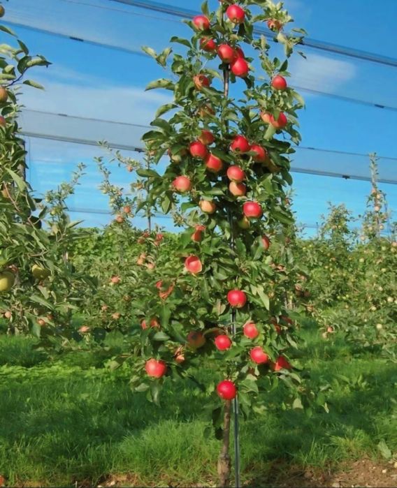 Плодовые культурные изгородь яблоня
