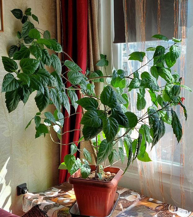 Китайска роза - 2бр.,кливия