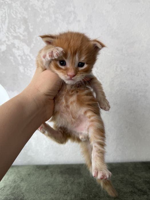 Котята Мейн кун бронь