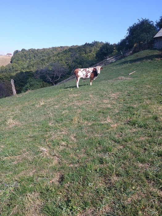 Vițel și taur de vînzare