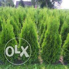 Туя (Западна) (Жив Плет) ПРОМОЦИЯ!!!30-40см