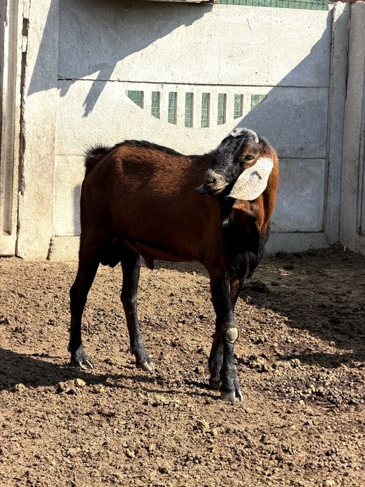 Vând țap Anglo Nubian cu pedigree