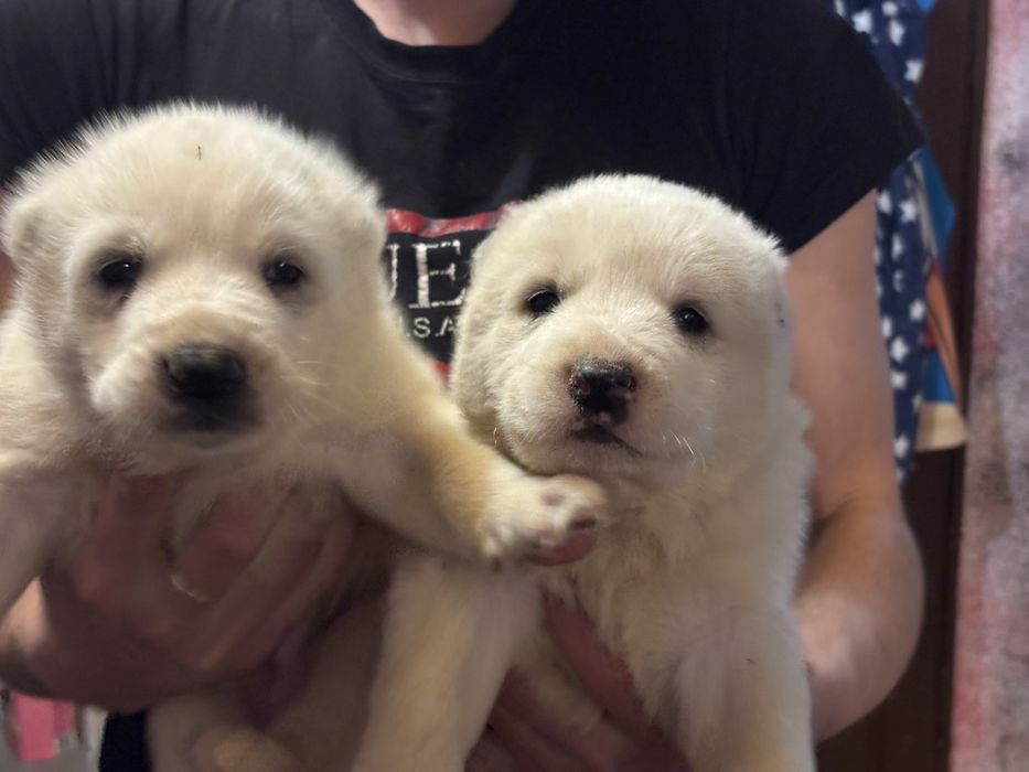 Продавам алабайчета