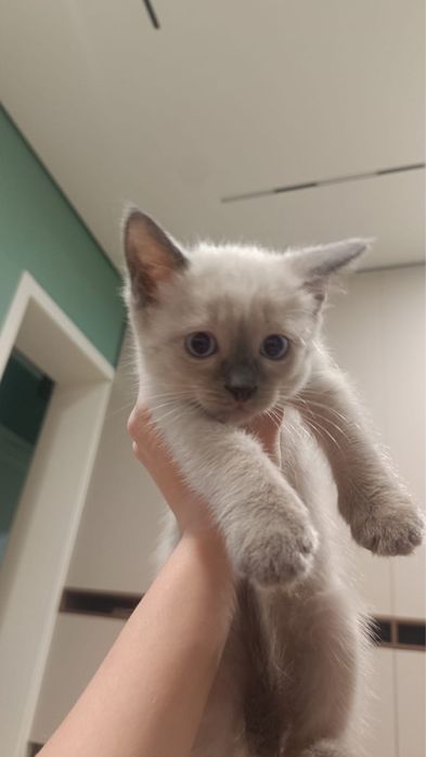 Кошечки, бесплатно!!!