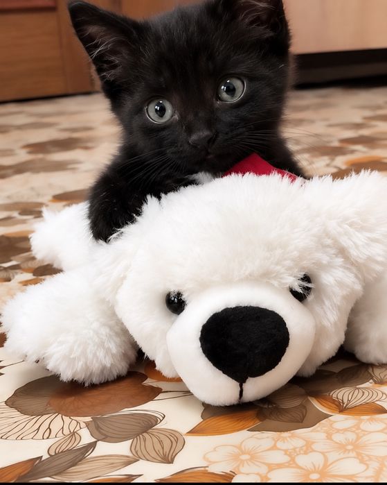 Котенок в поисках дома