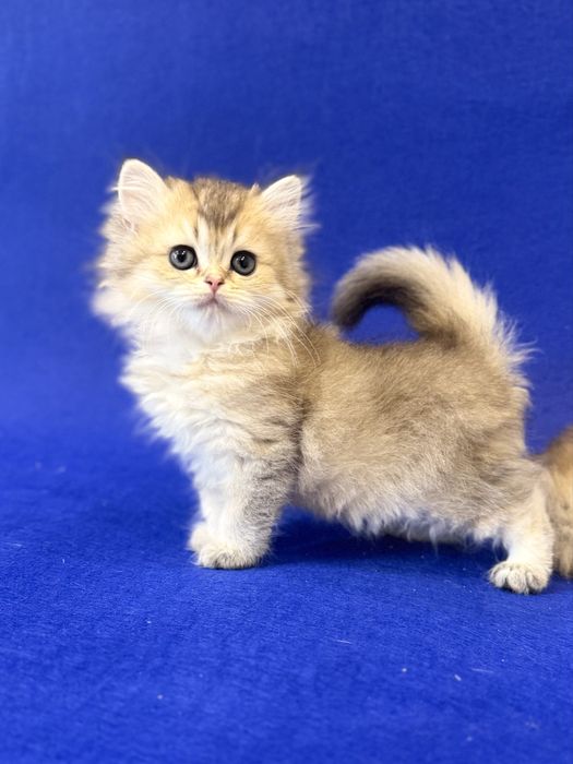 Британская Длинношерстная