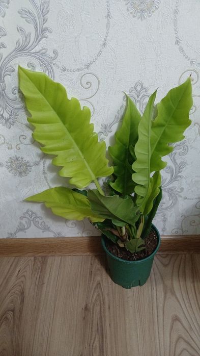 Комнатные растения