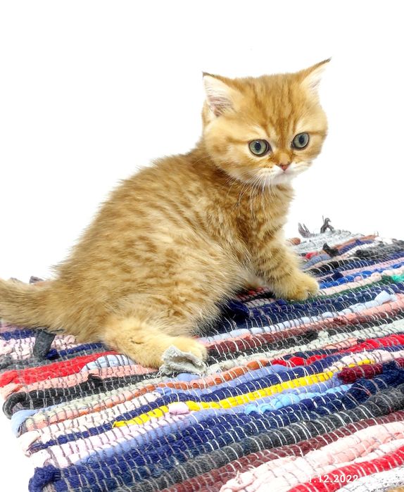 Британские котята