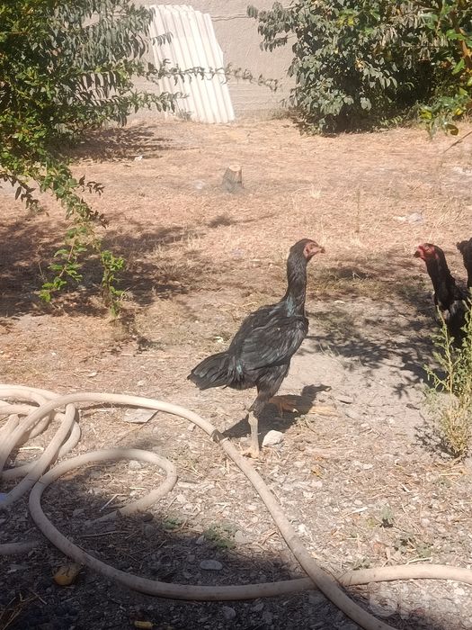 Dakan mokiyonlar sotiladi