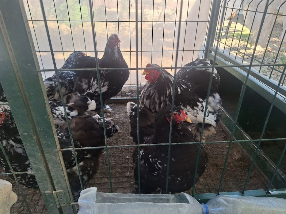 Брама жужалари сотувда