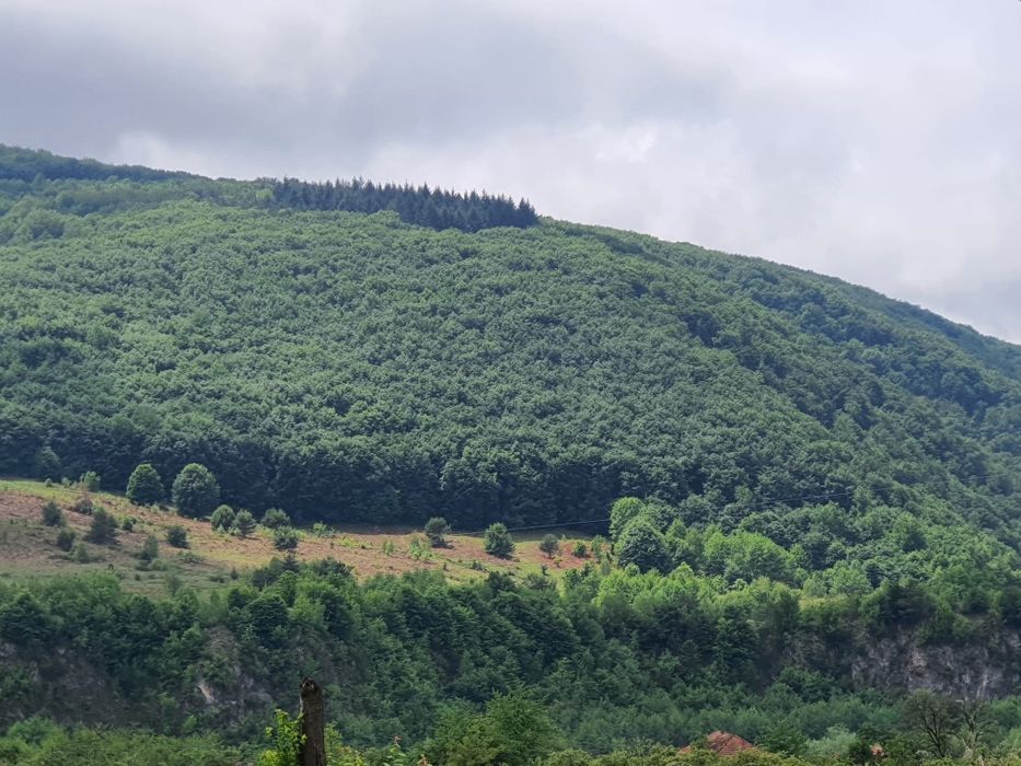 Vând pădure de fag