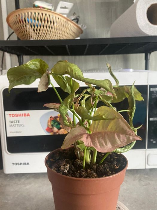 продам комнатные растения