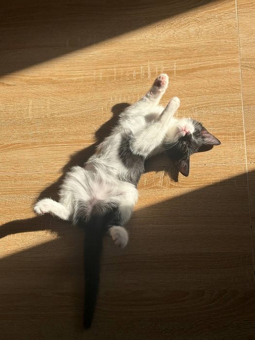 10-недельная кошечка ищет дом