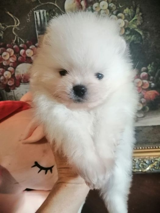 Малыши Цвергшпиц Миник