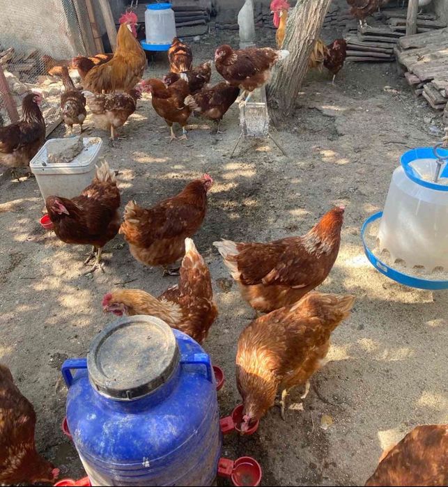 Легхорн и Лавандула , Ломан Браун , Араукана, Австралоп! -гр.Плевен