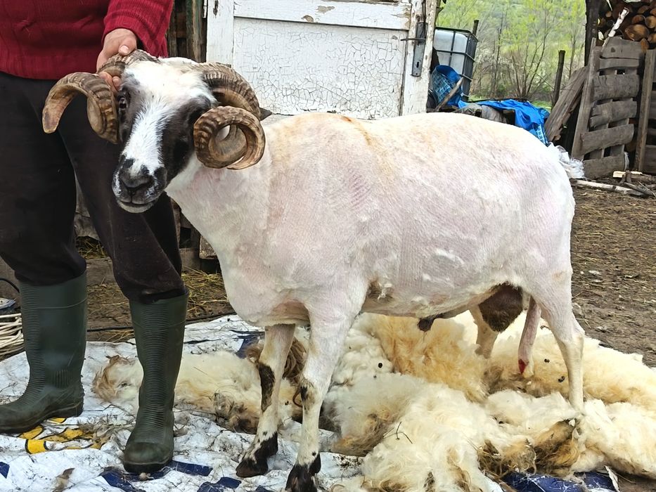 Berbec breaz de vanzare