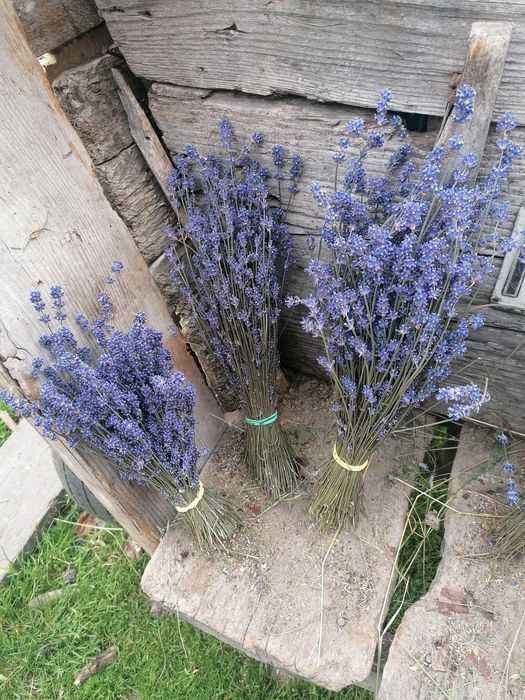 Vând floare de lavandă uscată și buchete uscate