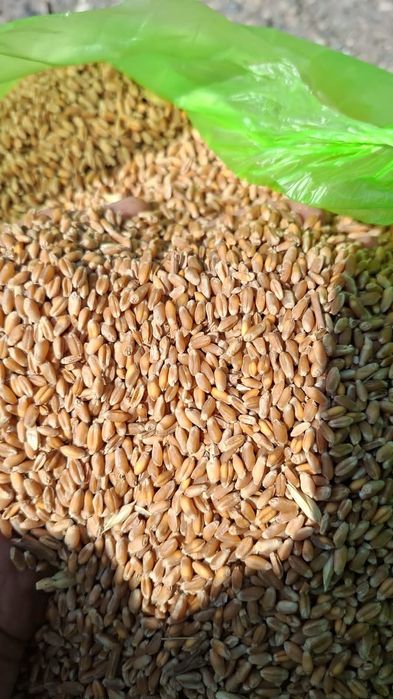 Ячмень.Платный чат! Все корма.