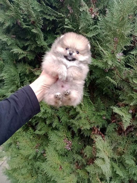Мини Померан. Миниатюрно момченце.