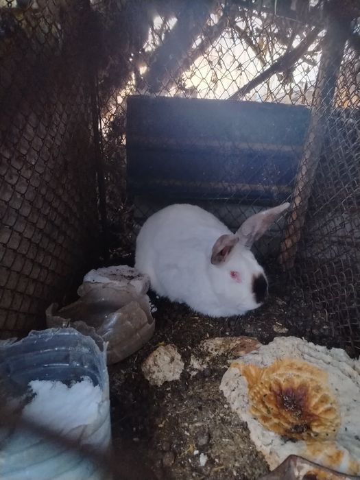 Продам Кроликов.