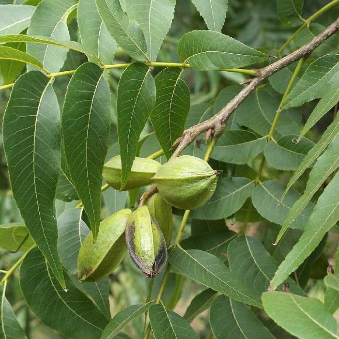 Разсад Орех Пекан