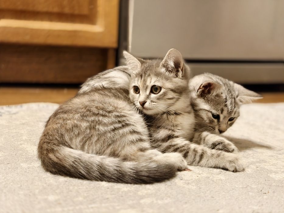 Продам котёнка (девочка)