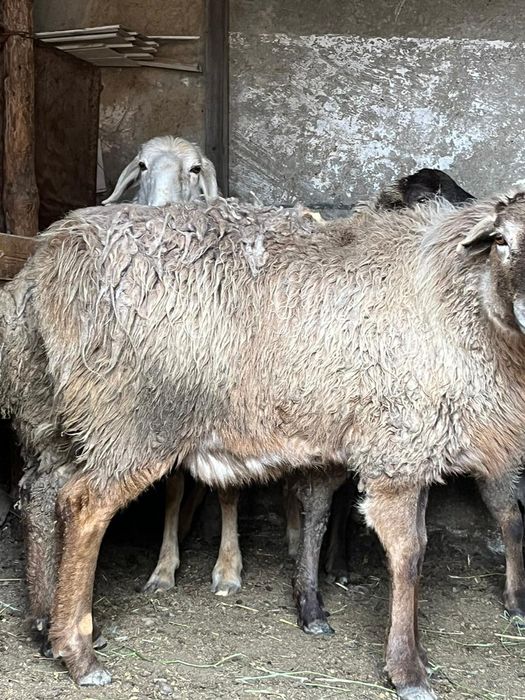 Сатылады 12 бас сек койлар