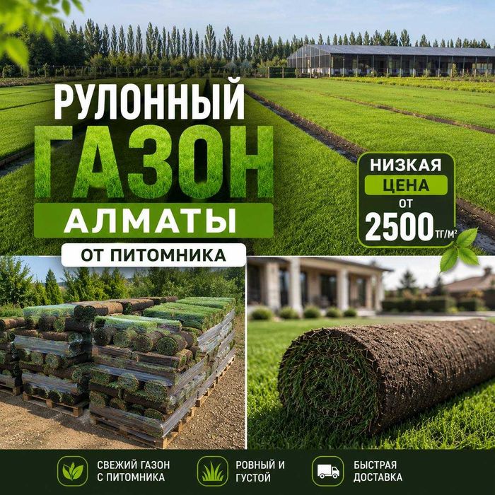 У НАС НИЗКАЯ ЦЕНА рулонный газон готовый свежий газон