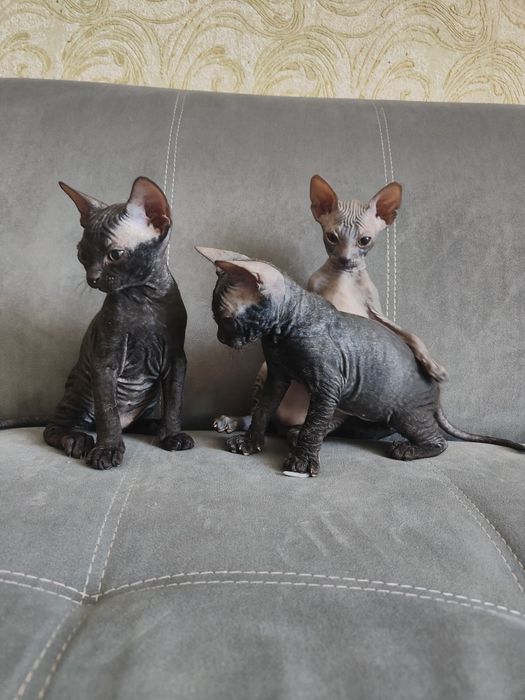 Продам котят сфинксов