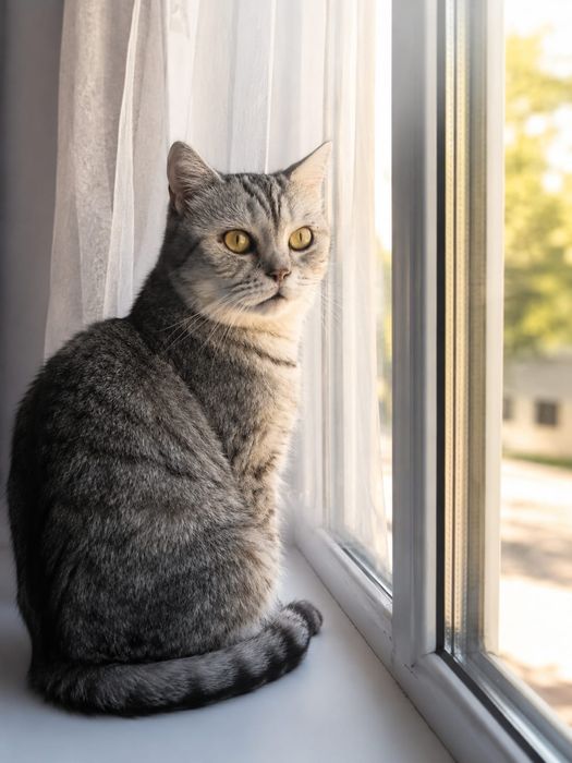 Котик в хорошие руки