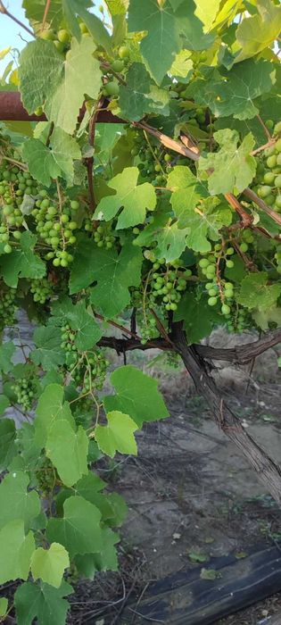 Продава се Къща в с. Тополово, Област Пловдив - 150 кв.м за 341 €/кв.м - Снимка #1