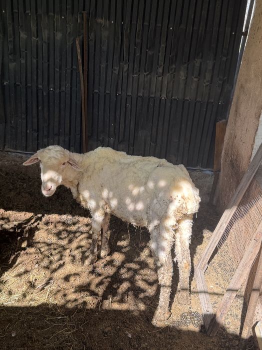 Шаруа саулық овцематка