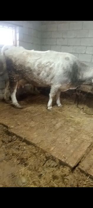 Бузаулы сутты сиырлар