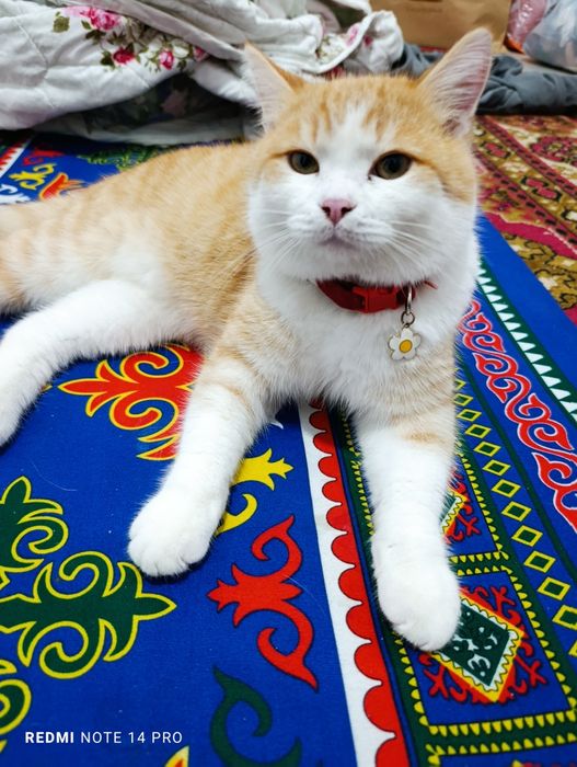 Кот в добрые руки