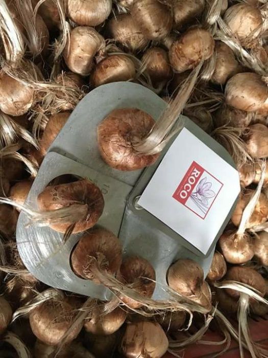 Шафранови луковици (Crocus Sativus) - само по телефон!