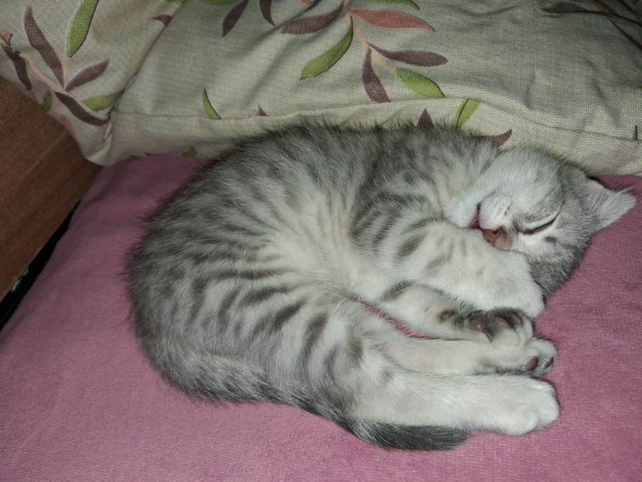 Котенок милый маленький