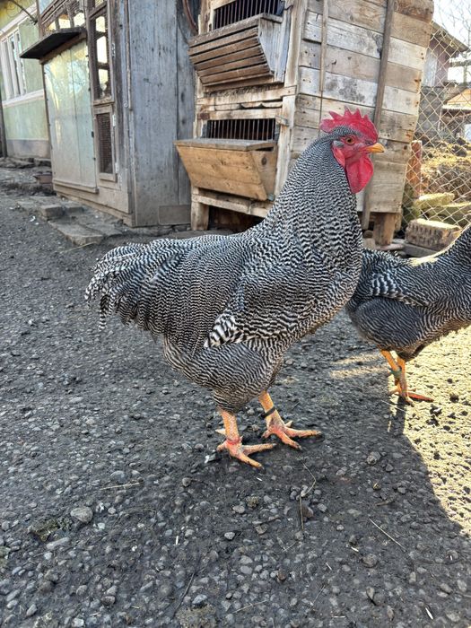 Cocos plymouth de vanzare