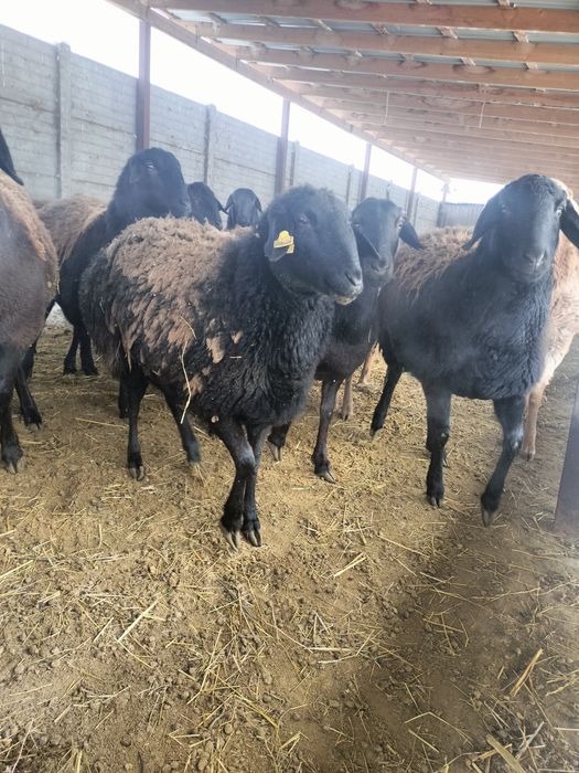 Тұсақтар сатылады.