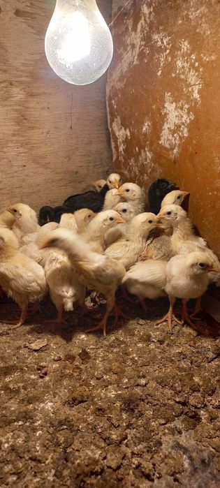 Балапандар сатылады