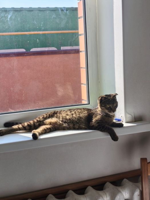 Отдам даром котят