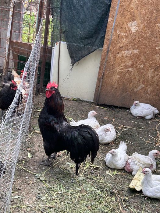 Cocos Australorp